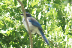 Aphelocoma californica