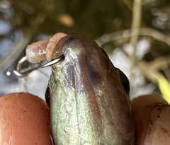 Double Lipspot Mouthbrooder photo 4