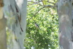 Aphelocoma californica