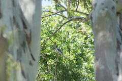 Aphelocoma californica