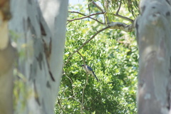 Aphelocoma californica