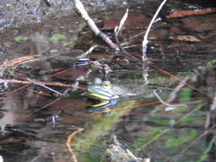 Lithobates catesbeianus