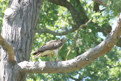 Buteo jamaicensis
