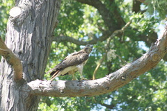 Buteo jamaicensis