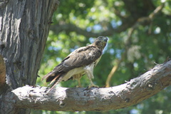 Buteo jamaicensis
