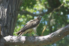 Buteo jamaicensis