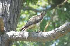 Buteo jamaicensis