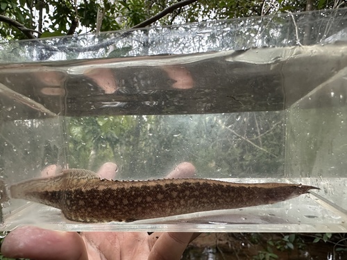 Buff-backed spiny eel (Macrognathus maculatus) — Mastacembelidae — 4