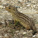 Thirteen-lined Ground Squirrel - Photo (c) teresap, some rights reserved (CC BY-NC), uploaded by teresap