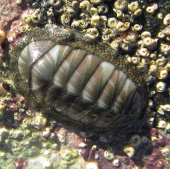 Chiton glaucus
