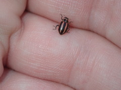 Paranaemia vittigera