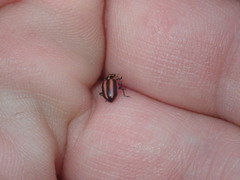 Paranaemia vittigera