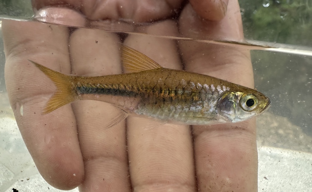 Largescaled Rasbora
