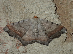 Macaria distribuaria