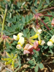 Acmispon grandiflorus grandiflorus