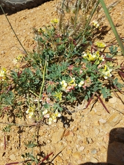 Acmispon grandiflorus grandiflorus
