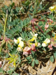 Acmispon grandiflorus grandiflorus
