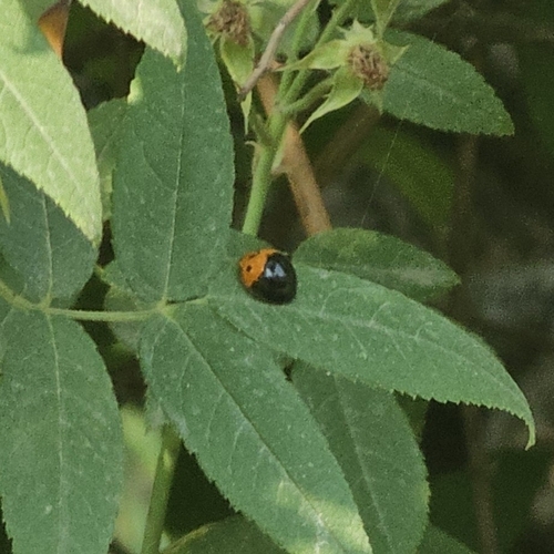 Greater Asian Lady Beetle photo 2