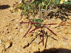 Acmispon grandiflorus grandiflorus