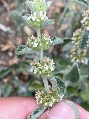 iNaturalist observation photo of White Horehound