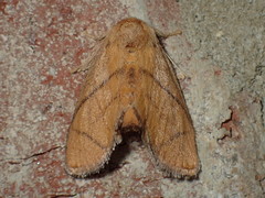 Apoda y-inversa