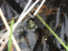 Lithobates clamitans