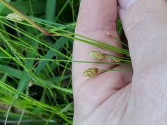 Eleocharis tuberculosa