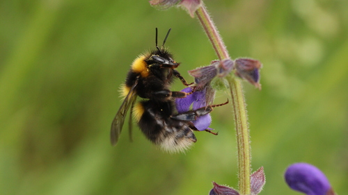 Heath Bumble Bee