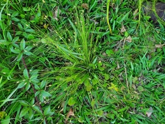 Eleocharis tuberculosa