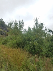 Malacothamnus fasciculatus catalinensis