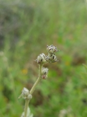 Malacothamnus fasciculatus catalinensis