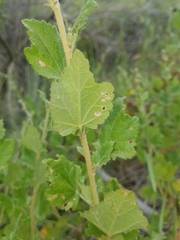 Malacothamnus fasciculatus catalinensis