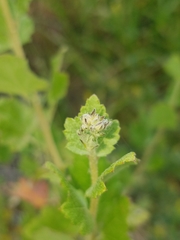 Malacothamnus fasciculatus catalinensis