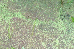 Azolla filiculoides