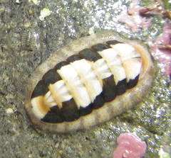 Ischnochiton maorianus