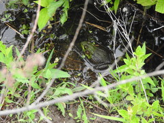 Lithobates clamitans