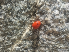 Leptinotarsa rubiginosa