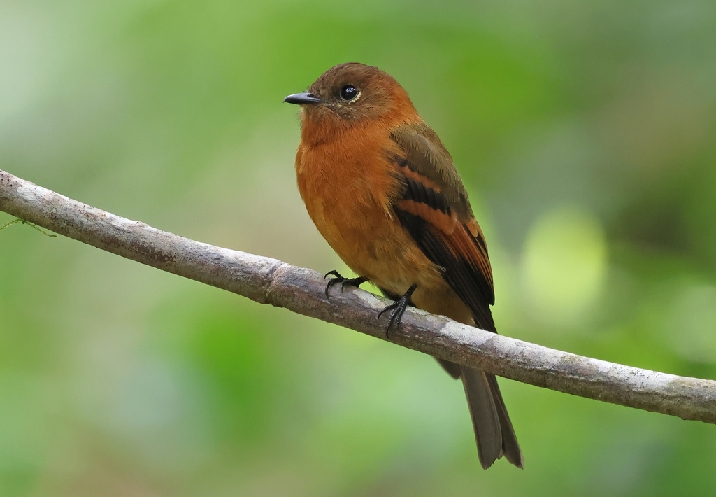Cinnamon Flycatcher