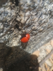 Leptinotarsa rubiginosa