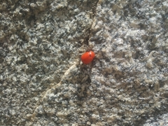 Leptinotarsa rubiginosa