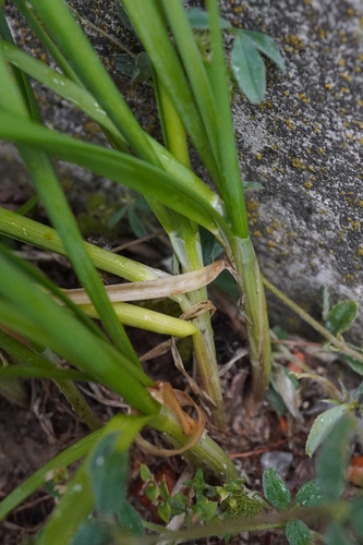 Allium tuberosum