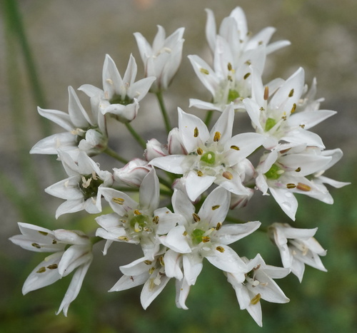 Allium tuberosum
