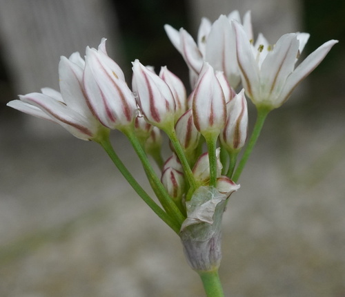 Allium tuberosum