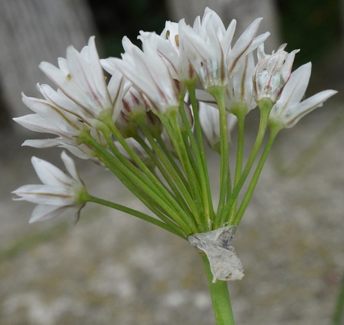 Allium tuberosum
