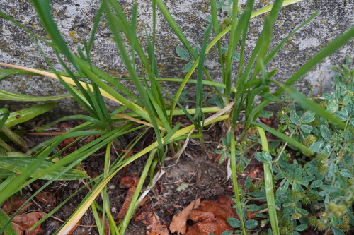 Allium tuberosum