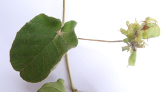 Jacquemontia bracteosa