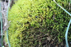 Weymouthia cochlearifolia