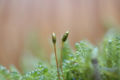 Weymouthia cochlearifolia