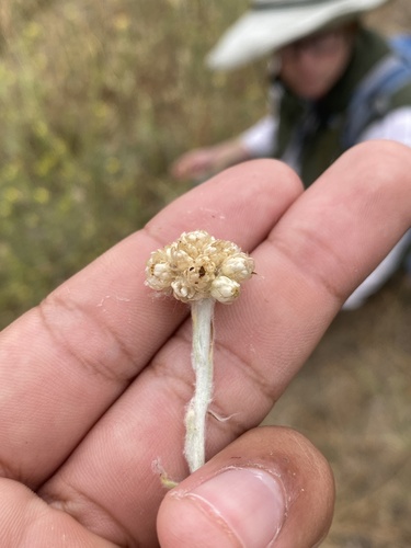 iNaturalist observation photo of cottonbatting plant