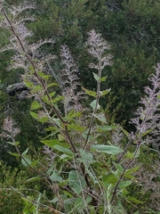 Scrophularia villosa